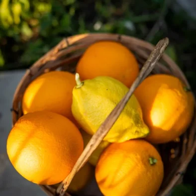 A basket of lemons and oranges picked at 81 On Church