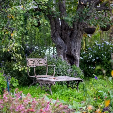 A bench under gnarled trees in the garden at 81 On Church