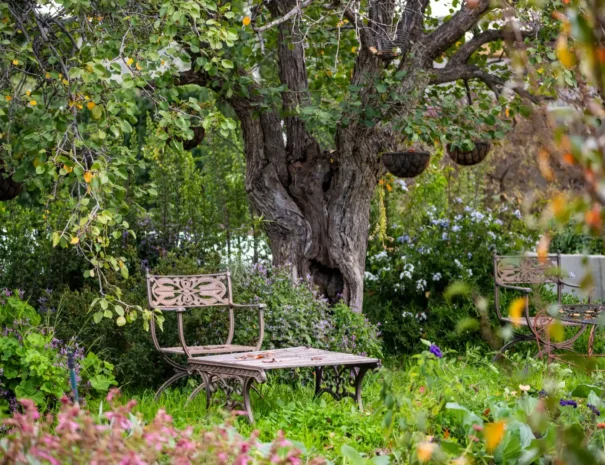A bench beneath the old trees in the garden at 81 On Church