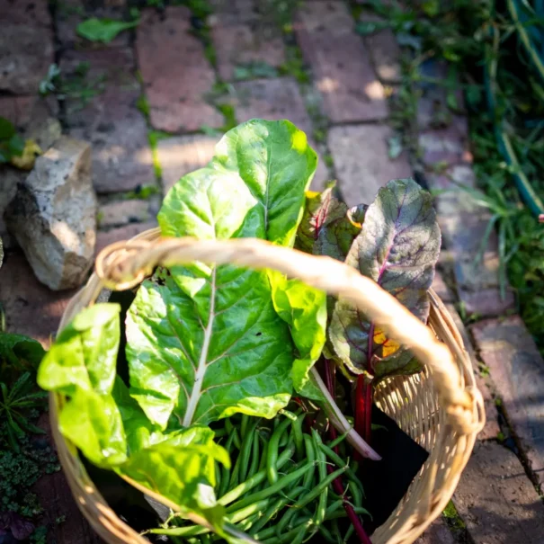 Hands holding a basket of chard picked from the garden at 81 On Church