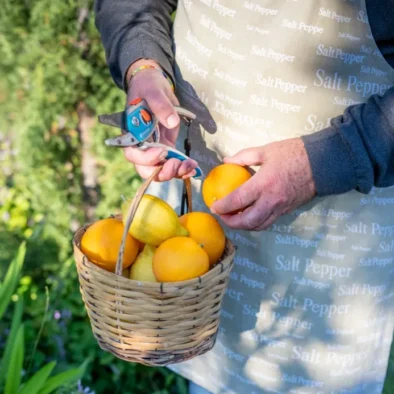 Hands picking lemons in the garden at 81 On Church