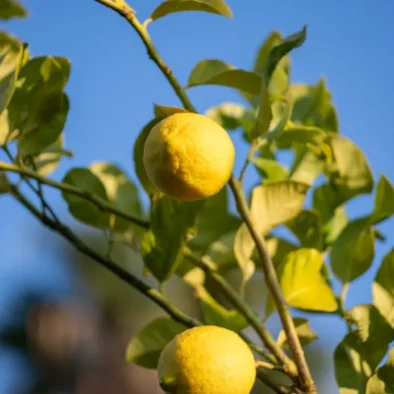 Lemons on the tree against a blue sky at 81 On Church