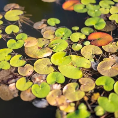 The lily pond in the garden at 81 On Church