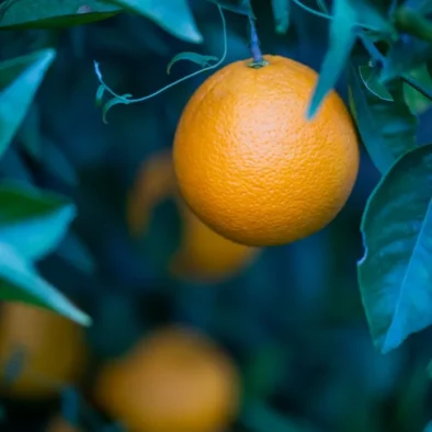 Oranges against a deep blue sky at 81 On Church